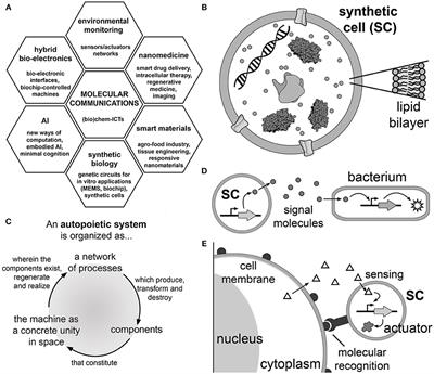 Gene-Expressing Liposomes as Synthetic Cells for Molecular Communication Studies